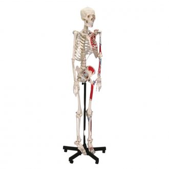 Altay® Economy Human Muscular Skeleton, Rod-Supported