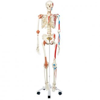 3B® Human Muscular and Ligamentous Skeleton