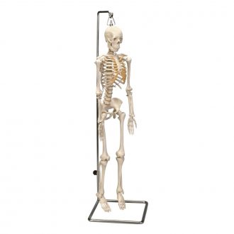 Altay® Desktop Miniature Skeleton