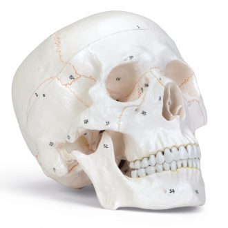 Altay Economy Human Skull