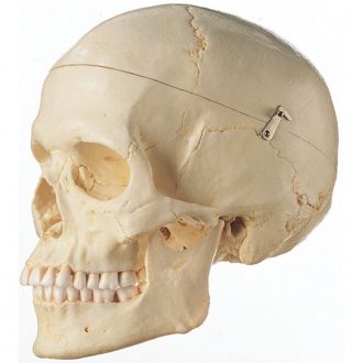 Human Female Skull, Plastic
