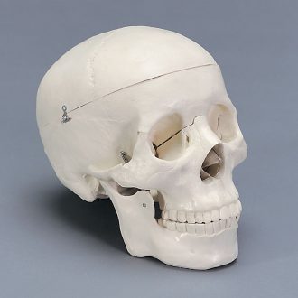 Human Skull, Plastic
