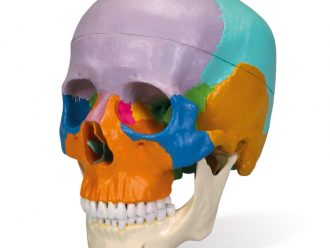Three-Part Colored Human Skull