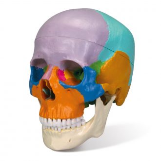Three-Part Colored Human Skull