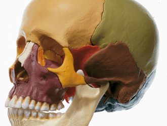 Somso Human Demonstration Skull with Bones Color Coded, Plastic