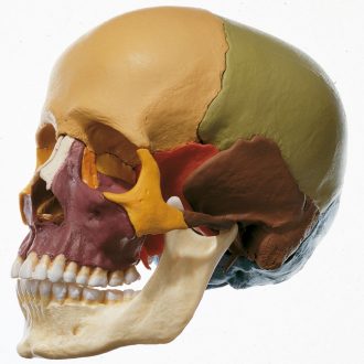 Somso Human Demonstration Skull with Bones Color Coded, Plastic