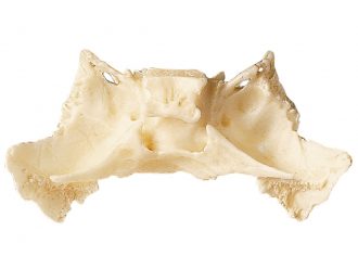 Somso® Loose Human Skull Bone, Sphenoid