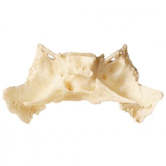 Somso® Loose Human Skull Bone, Sphenoid