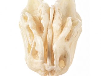 Somso® Loose Human Skull Bone, Ethmoid