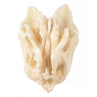 Somso® Loose Human Skull Bone, Ethmoid