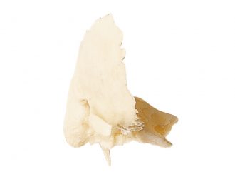Somso® Loose Human Skull Bone, Right Temporal