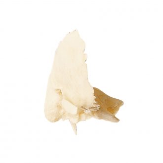Somso® Loose Human Skull Bone, Right Temporal