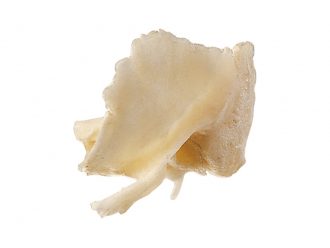 Somso® Loose Human Skull Bone, Left Temporal