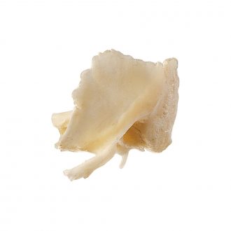 Somso® Loose Human Skull Bone, Left Temporal