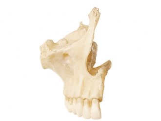 Somso® Loose Human Skull Bone, Right Superior Maxilla