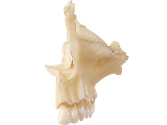 Somso® Loose Human Skull Bone, Left Superior Maxilla