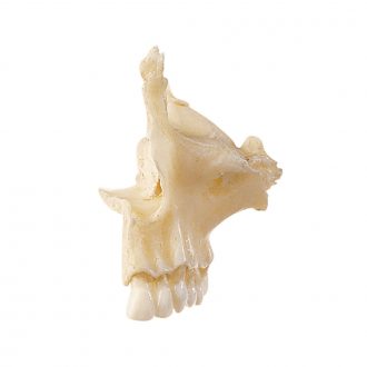 Somso® Loose Human Skull Bone, Left Superior Maxilla