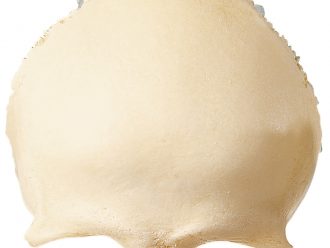 Somso® Loose Human Skull Bone, Frontal