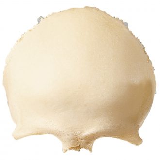 Somso® Loose Human Skull Bone, Frontal