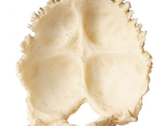 Somso® Loose Human Skull Bone, Occipital