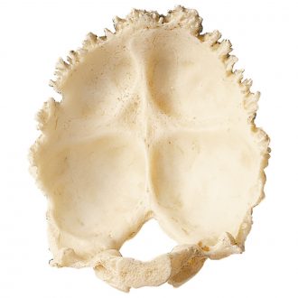 Somso® Loose Human Skull Bone, Occipital