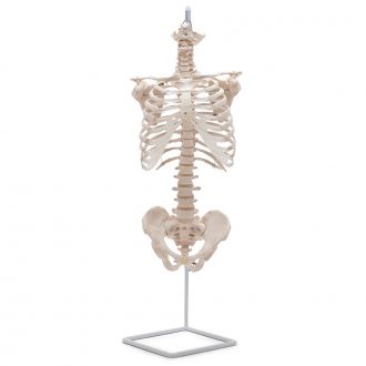 Altay Economy Human Spine (vertebrae) and Thorax