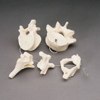 3B® Human Vertebra Set, 5 on Filament