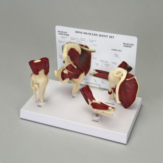GPI Anatomicals® Miniature Muscled Joint Set