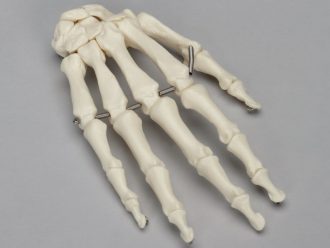 Somso® Skeletal Hand