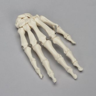 Somso® Skeletal Hand