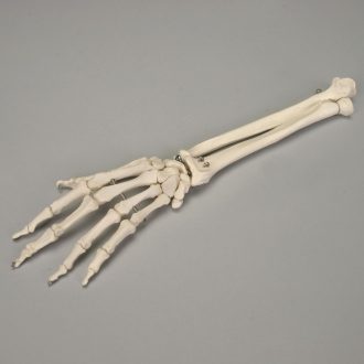 Altay Bones of the Hand and Forearm