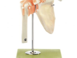 Somso® Functional Shoulder Joint