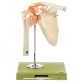 Somso® Functional Shoulder Joint