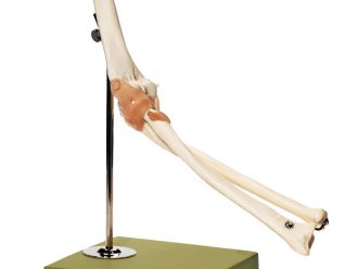 Somso® Functional Elbow Joint