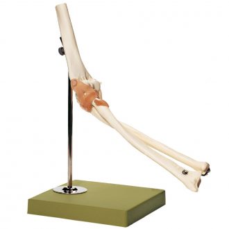Somso® Functional Elbow Joint