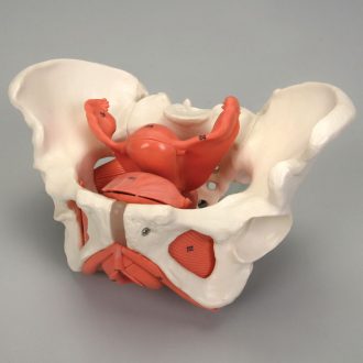 Altay Female Pelvis with Organs