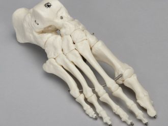 Somso® Skeletal Foot
