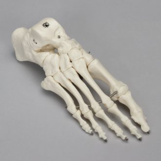 Somso® Skeletal Foot
