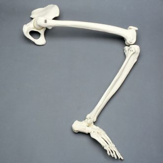 3B® Human Leg and Foot