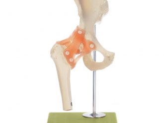 Somso® Functional Hip Joint