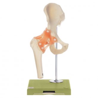 Somso® Functional Hip Joint