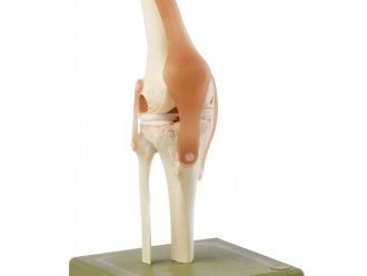Somso® Functional Knee Joint