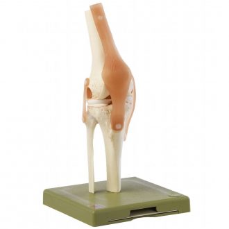 Somso® Functional Knee Joint