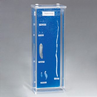 Platyhelminthes Collection Biosmount™
