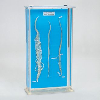 Roundworm Biosmount