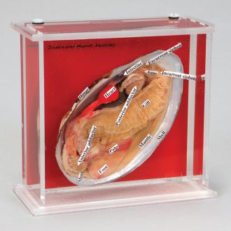 Freshwater Mussel Injected Biosmount
