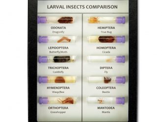 Larval Insect Comparison, Biorama™ Preparation