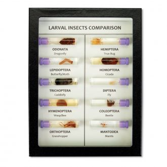 Larval Insect Comparison, Biorama™ Preparation