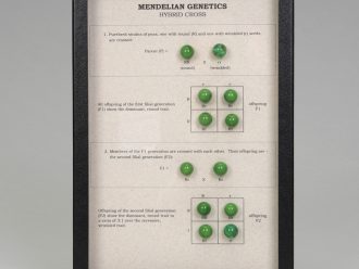 Mendelian Genetics Monohybrid Cross Display, Biorama™ Preparation