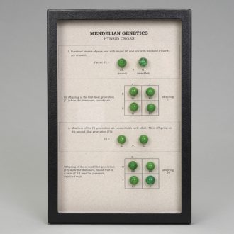 Mendelian Genetics Monohybrid Cross Display, Biorama™ Preparation